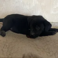 Blue/Green, a female Labrador Retriever for sale in Sheridan, MI – Photo 2 of 3