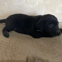 Blue/Green, a female Labrador Retriever for sale in Sheridan, MI – Photo 3 of 3