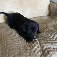 Dk Grey, a male Labrador Retriever for sale in Sheridan, MI – Photo 2 of 3