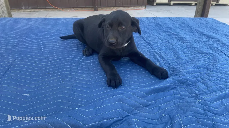 Dk Grey – Labrador Retriever puppy for sale in Sheridan, MI