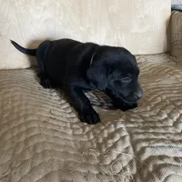 Dk Grey, a male Labrador Retriever for sale in Sheridan, MI – Photo 3 of 3