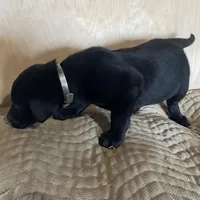 Dk Grey, a male Labrador Retriever for sale in Sheridan, MI – Photo 1 of 3