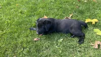 Zeus, a male Labrador Retriever for sale in Sheridan, MI – 3 of 7