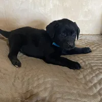 Blue, a male Labrador Retriever for sale in Sheridan, MI – Photo 3 of 3