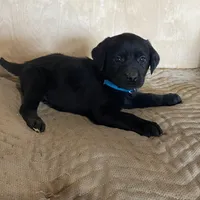 Blue, a male Labrador Retriever for sale in Sheridan, MI – Photo 1 of 3