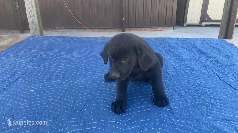 Blue – Labrador Retriever puppy for sale in Sheridan, MI
