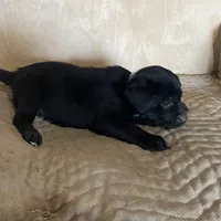 Blue, a male Labrador Retriever for sale in Sheridan, MI – Photo 2 of 3