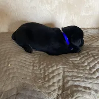 Royal Blue, a male Labrador Retriever for sale in Sheridan, MI – Photo 2 of 3