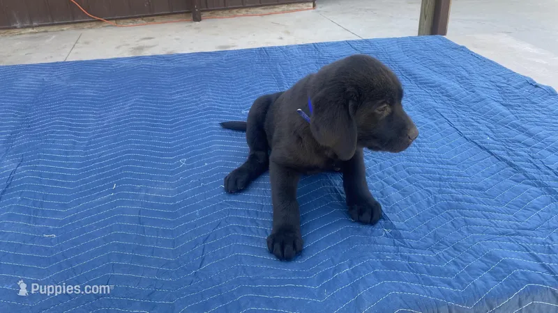 Royal Blue – Labrador Retriever puppy for sale in Sheridan, MI