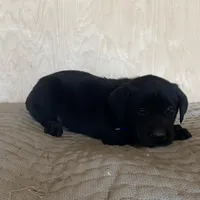 Royal Blue, a male Labrador Retriever for sale in Sheridan, MI – Photo 1 of 3