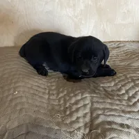 Royal Blue, a male Labrador Retriever for sale in Sheridan, MI – Photo 3 of 3