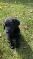 Zeus, a male Labrador Retriever for sale in Sheridan, MI – 4 of 7