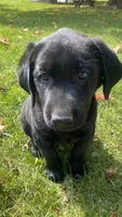 Zeus, a male Labrador Retriever for sale in Sheridan, MI – 6 of 7