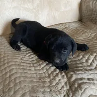 Burgundy, a male Labrador Retriever for sale in Sheridan, MI – Photo 3 of 3