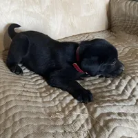 Burgundy, a male Labrador Retriever for sale in Sheridan, MI – Photo 2 of 3