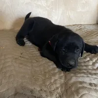 Burgundy, a male Labrador Retriever for sale in Sheridan, MI – Photo 1 of 3