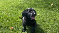 Zeus, a male Labrador Retriever for sale in Sheridan, MI – 2 of 7