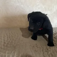 Red, a male Labrador Retriever for sale in Sheridan, MI – Photo 1 of 3