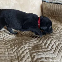 Red, a male Labrador Retriever for sale in Sheridan, MI – Photo 3 of 3