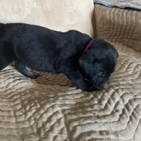 Red, a male Labrador Retriever for sale in Sheridan, MI – Photo 2 of 3