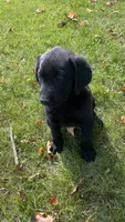 Zeus, a male Labrador Retriever for sale in Sheridan, MI – 5 of 7
