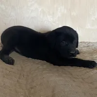 Yellow, a male Labrador Retriever for sale in Sheridan, MI – Photo 1 of 3