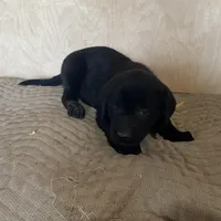 Yellow, a male Labrador Retriever for sale in Sheridan, MI – Photo 2 of 3