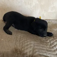 Yellow, a male Labrador Retriever for sale in Sheridan, MI – Photo 3 of 3