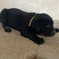 Tan, a male Labrador Retriever for sale in Sheridan, MI – Photo 2 of 3