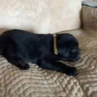 Tan, a male Labrador Retriever for sale in Sheridan, MI – Photo 3 of 3