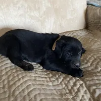 Tan, a male Labrador Retriever for sale in Sheridan, MI – Photo 1 of 3