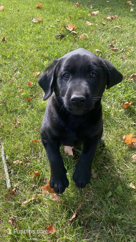 Zeus – Labrador Retriever puppy for sale in Sheridan, MI