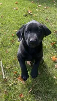 Zeus, a male Labrador Retriever for sale in Sheridan, MI – 1 of 7