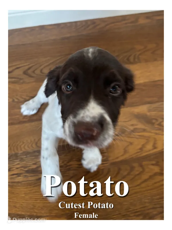Potato – English Springer Spaniel puppy for sale in Broomfield, CO