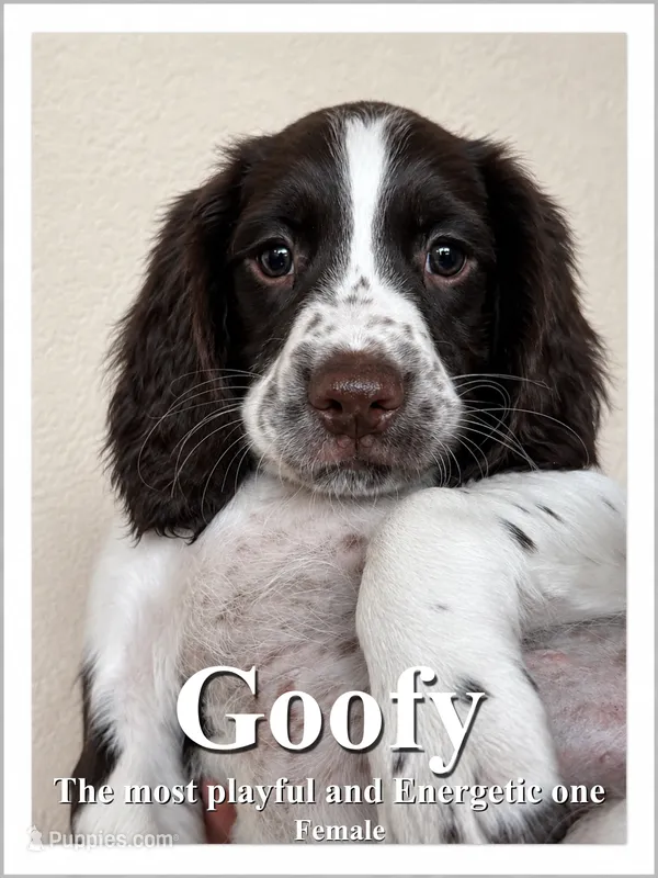 Goofy – English Springer Spaniel puppy for sale in Broomfield, CO