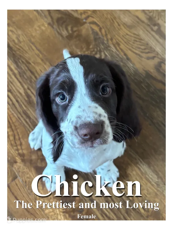 Chicken – English Springer Spaniel puppy for sale in Broomfield, CO