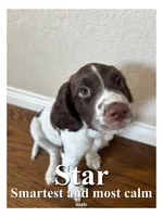 Star, a male English Springer Spaniel for sale in Broomfield, CO – 1 of 1