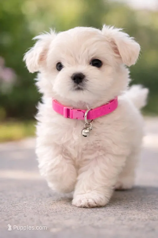 GRACE – Maltese puppy for sale in Miami, FL