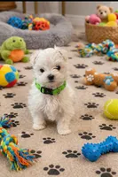 GRACE, a female Maltese for sale in Miami, FL – Photo 4 of 4