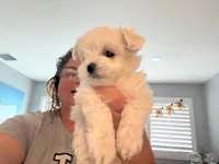 GRACE, a female Maltese for sale in Miami, FL – Photo 2 of 4