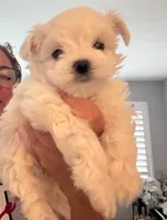 TEO, a male Maltese for sale in Miami, FL – Photo 2 of 2