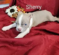 Sherry CKC, a female Boston Terrier for sale in Jurupa Valley, CA – 8 of 10