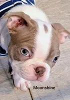 Moonshine CKC, a female Boston Terrier for sale in Jurupa Valley, CA – 2 of 10