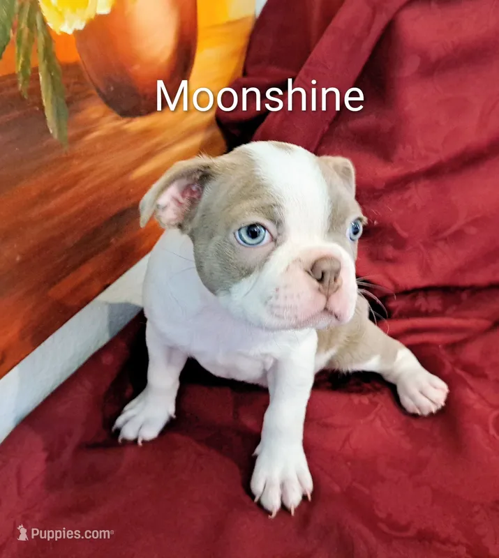Moonshine CKC – Boston Terrier puppy for sale in Jurupa Valley, CA