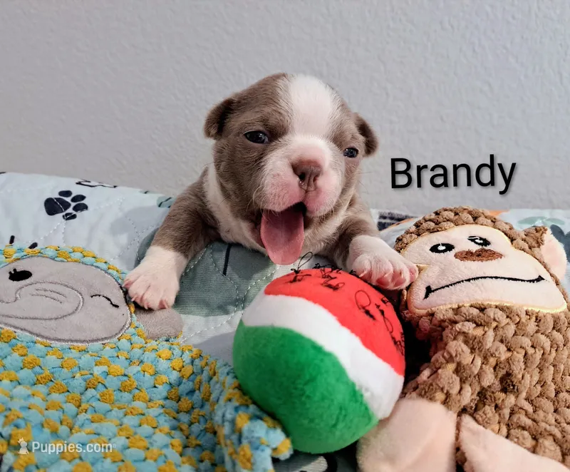 Brandy CKC – Boston Terrier puppy for sale in Jurupa Valley, CA