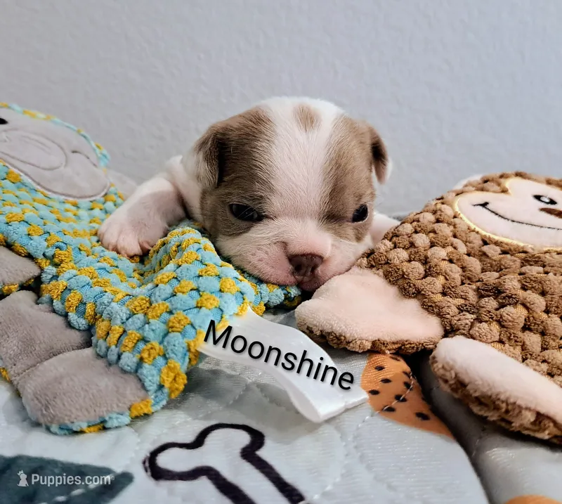 Moonshine CKC – Boston Terrier puppy for sale in Jurupa Valley, CA