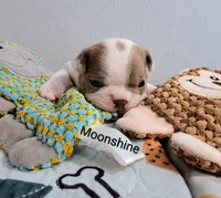 Moonshine CKC, a female Boston Terrier for sale in Jurupa Valley, CA – 1 of 7