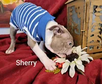Sherry CKC, a female Boston Terrier for sale in Jurupa Valley, CA – 3 of 10