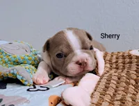 Sherry CKC, a female Boston Terrier for sale in Jurupa Valley, CA – 2 of 7