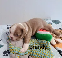 Brandy CKC, a female Boston Terrier for sale in Jurupa Valley, CA – 3 of 7